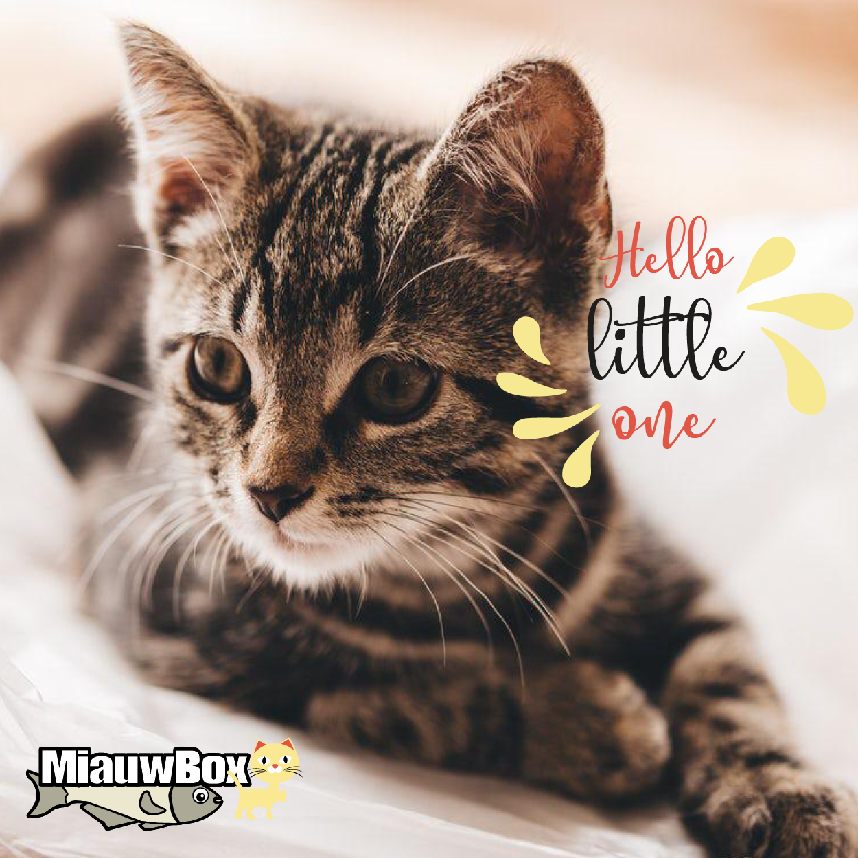 ondernemer bolvormig Aanvulling Kitten MiauwBox - Hét leukste welkomstcadeautje voor jouw kitten!